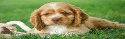 Cocker Spaniel dogs for sale: Atlas Cocker Spaniel  - Ad 3