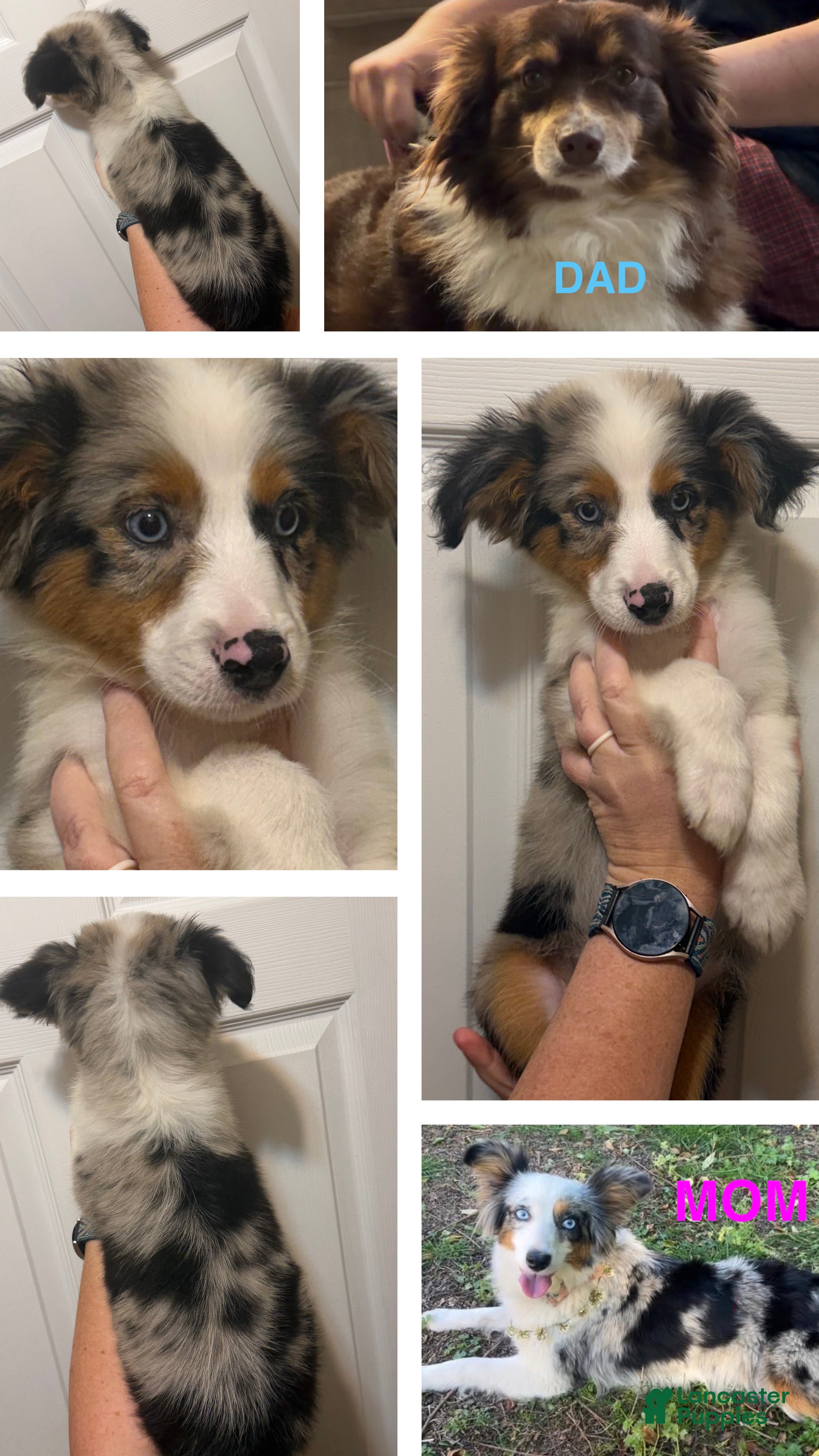 Miniature Australian Shepherd dogs Light Blue  - Ad 14