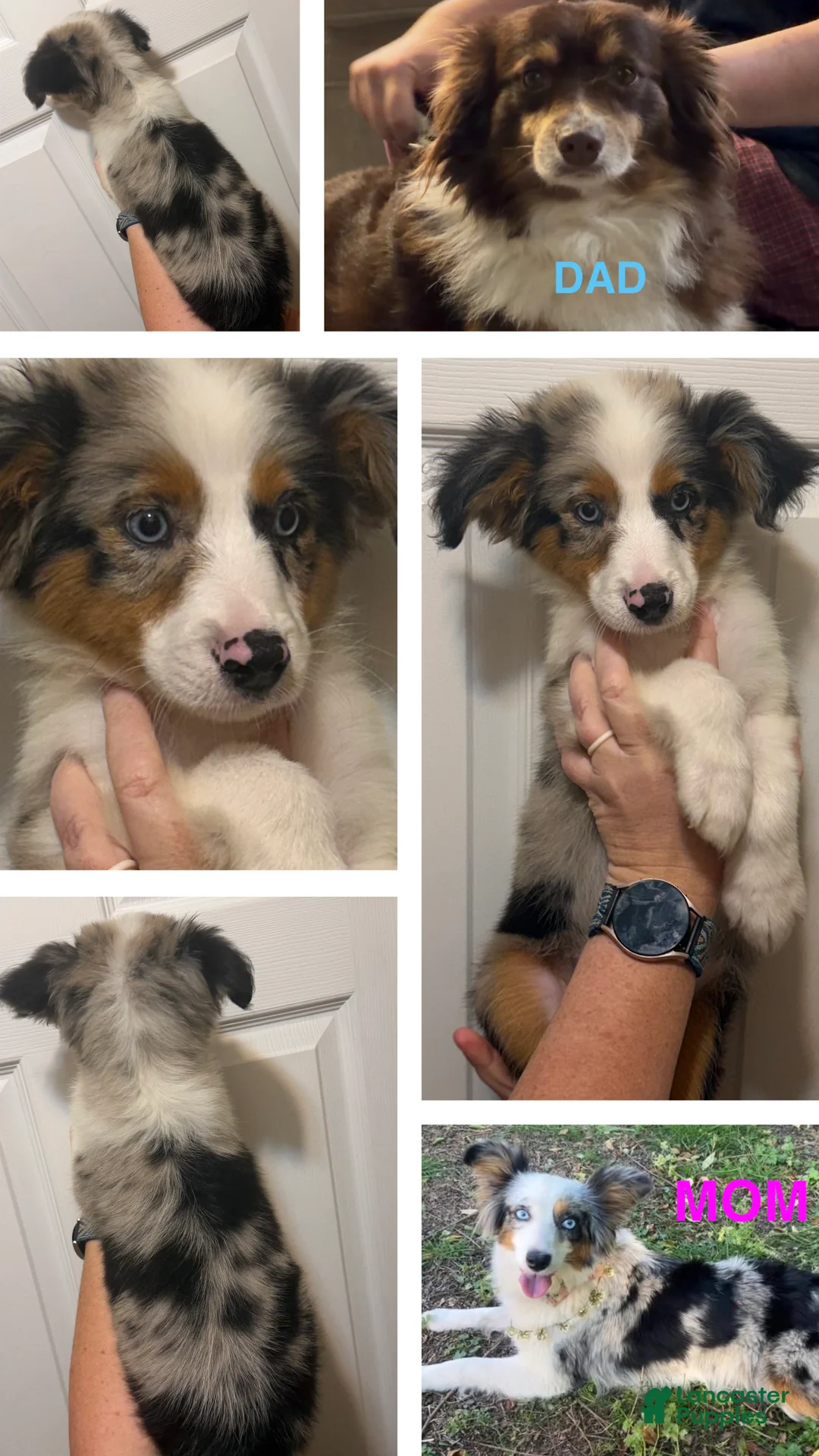 Miniature Australian Shepherd dogs for sale: Light Blue  - Ad 2