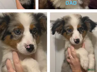 Miniature Australian Shepherd dogs Light Blue - Ad 14