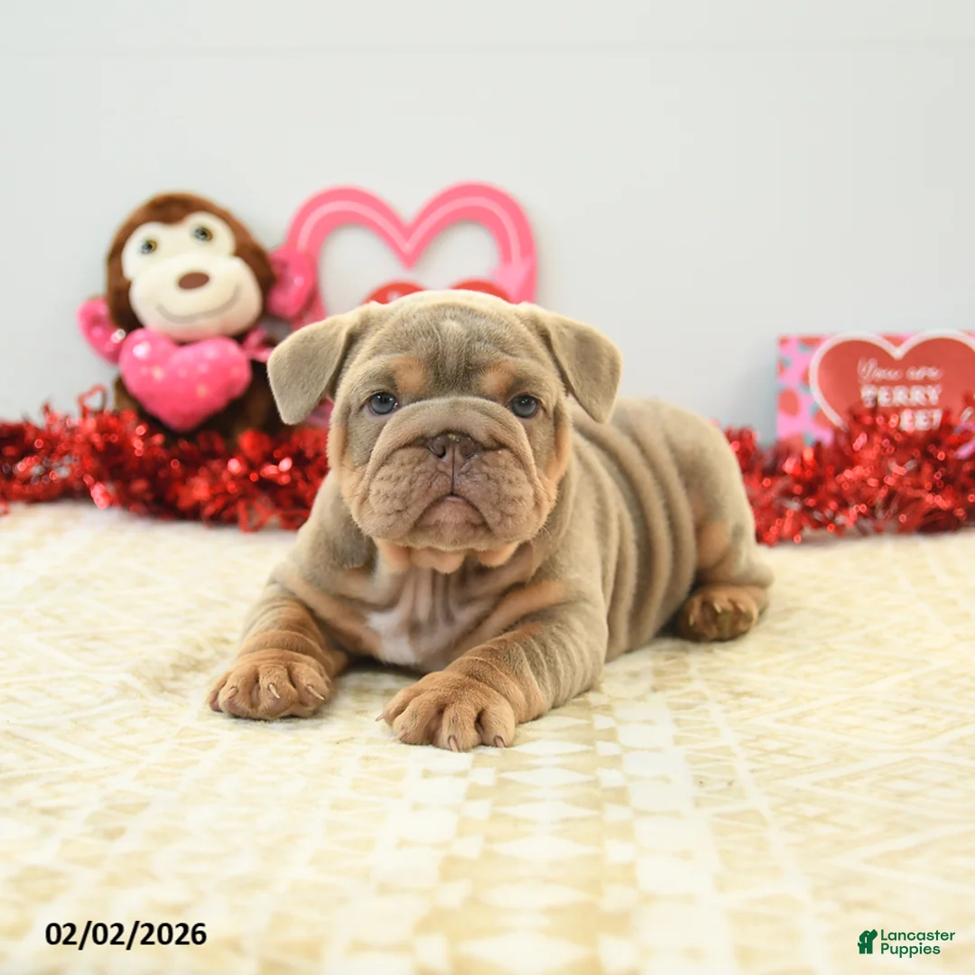 English Bulldog dogs for sale: Bear - Ad 4