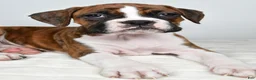 Boxer dogs for sale: Dinah - Ad 9