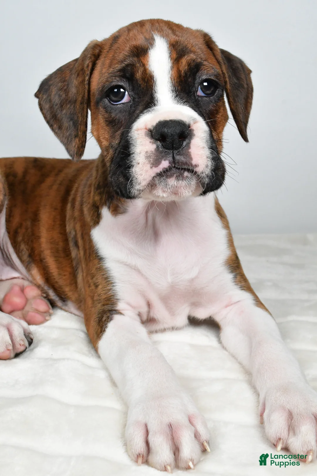 Boxer dogs for sale: Dinah - Ad 9