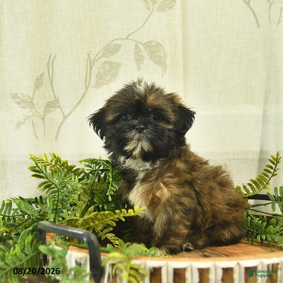Shih Tzu dogs Dolly  - Ad 1
