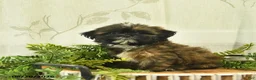 Shih Tzu dogs for sale: Dolly  - Ad 1