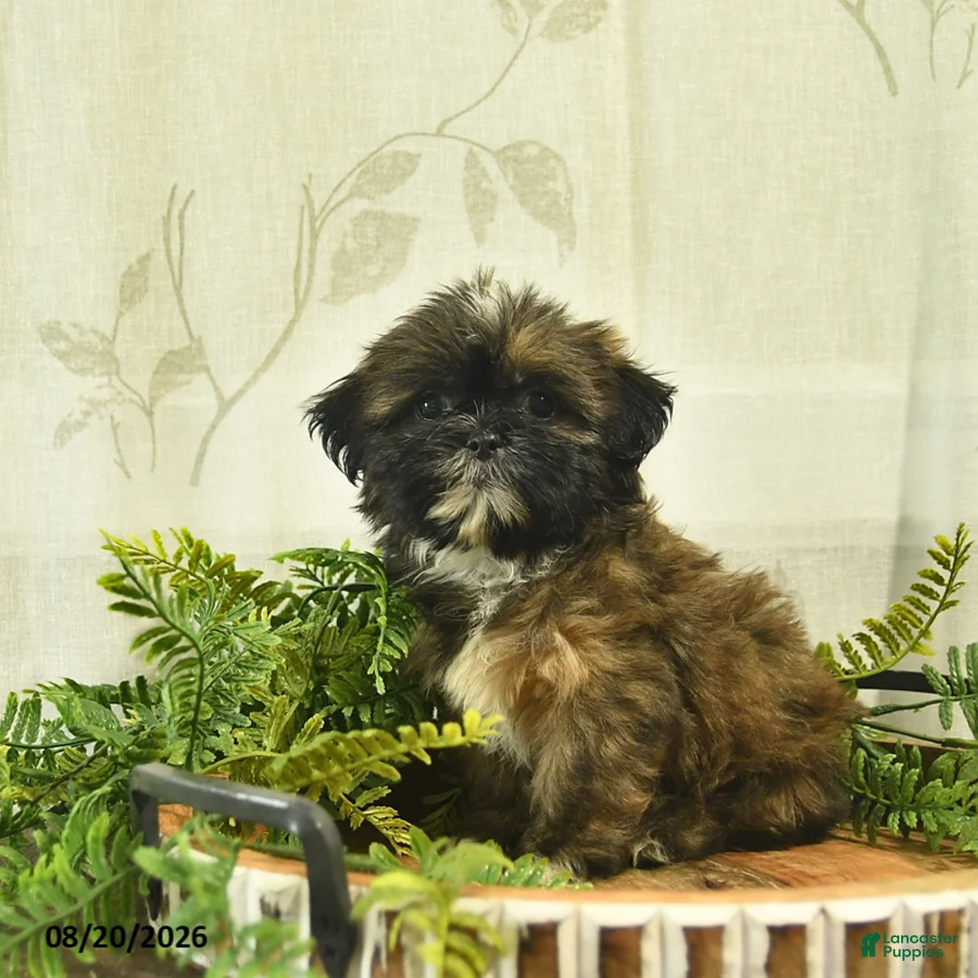 Shih Tzu dogs for sale: Dolly  - Ad 1