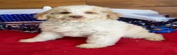 Mini Goldendoodle dogs for sale: Spirit - Ad 2