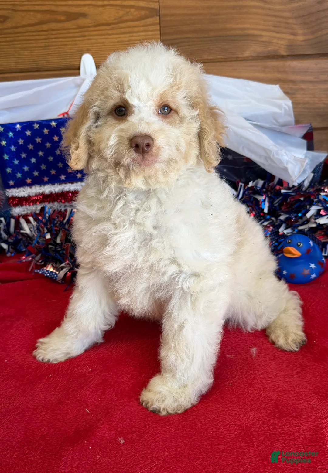Mini Goldendoodle dogs for sale: Spirit - Ad 2