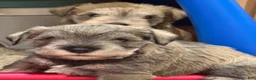 Miniature Schnauzer dogs for sale: Miniature Schnauzer Puppy 2 - Ad 3