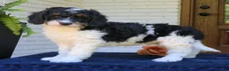 Mini Bernedoodle dogs for sale: Marshall  - Ad 3