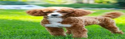 Miniature Poodle dogs for sale: Zephyr - Ad 11