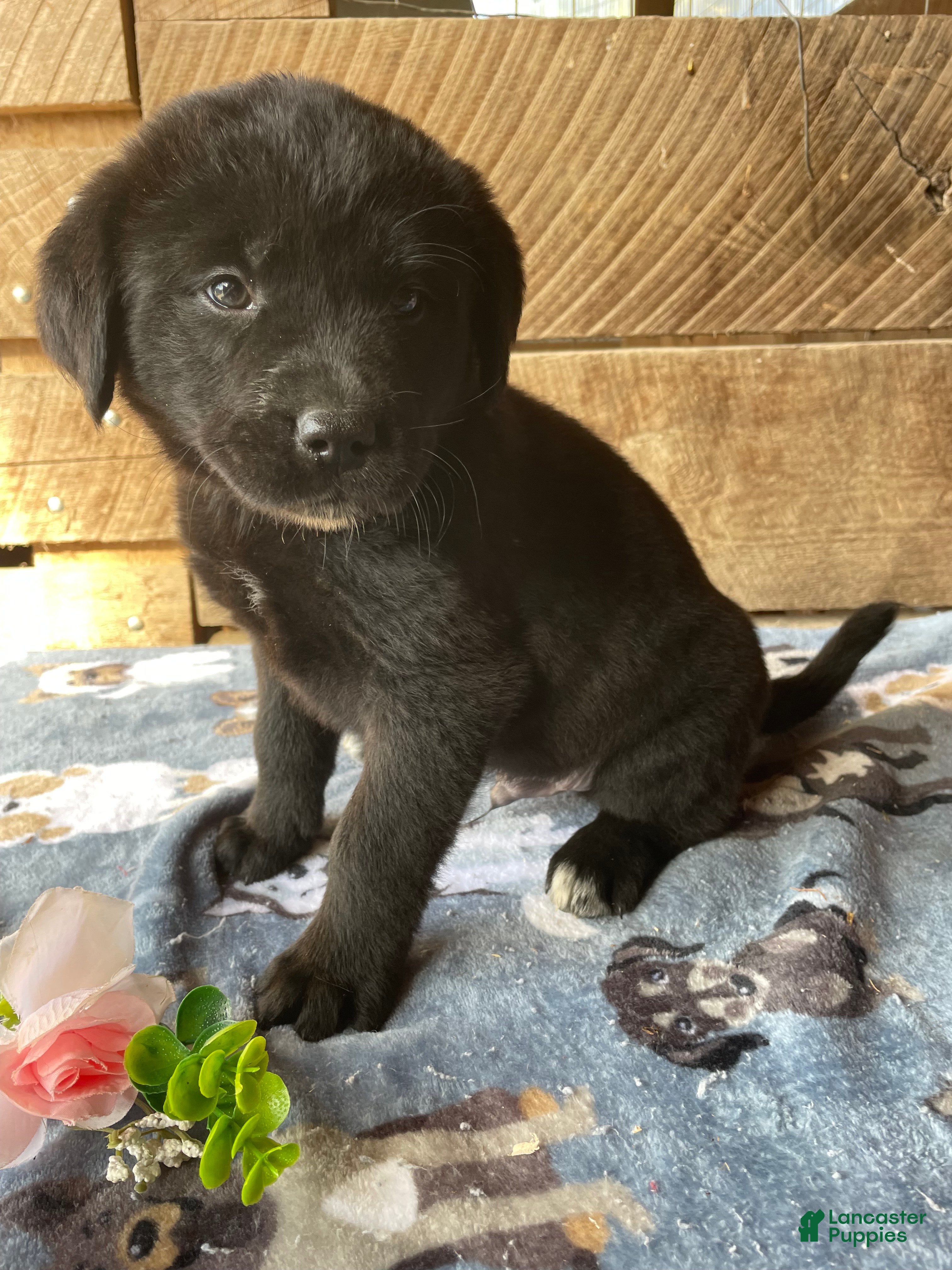 Mixed Breed dogs Pepper - Ad 15