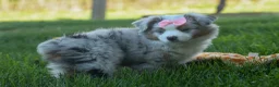 Australian Shepherd dogs for sale: MIA - Ad 5