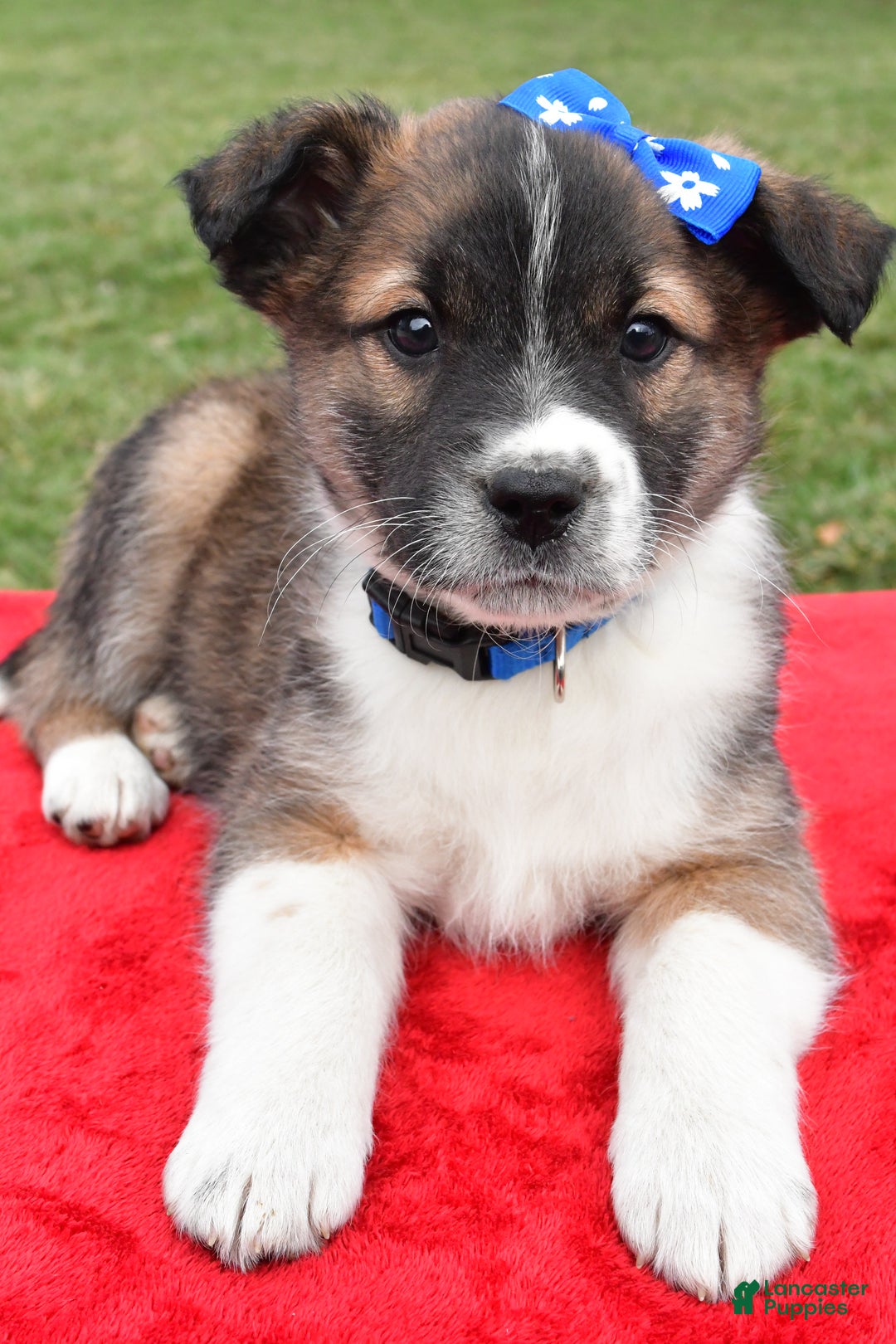 Mixed Breed dogs for sale: Max - Ad 12