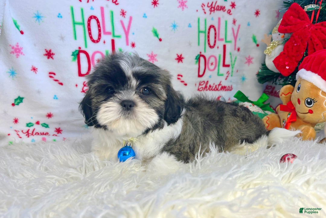 Shih Tzu dogs for sale: Elf - Ad 2