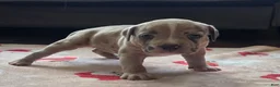 American Bully dogs for sale: Blue Fawn Merle Female - Ad 5