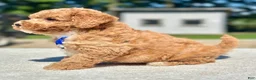 Maltipoo dogs for sale: Chase  - Ad 4