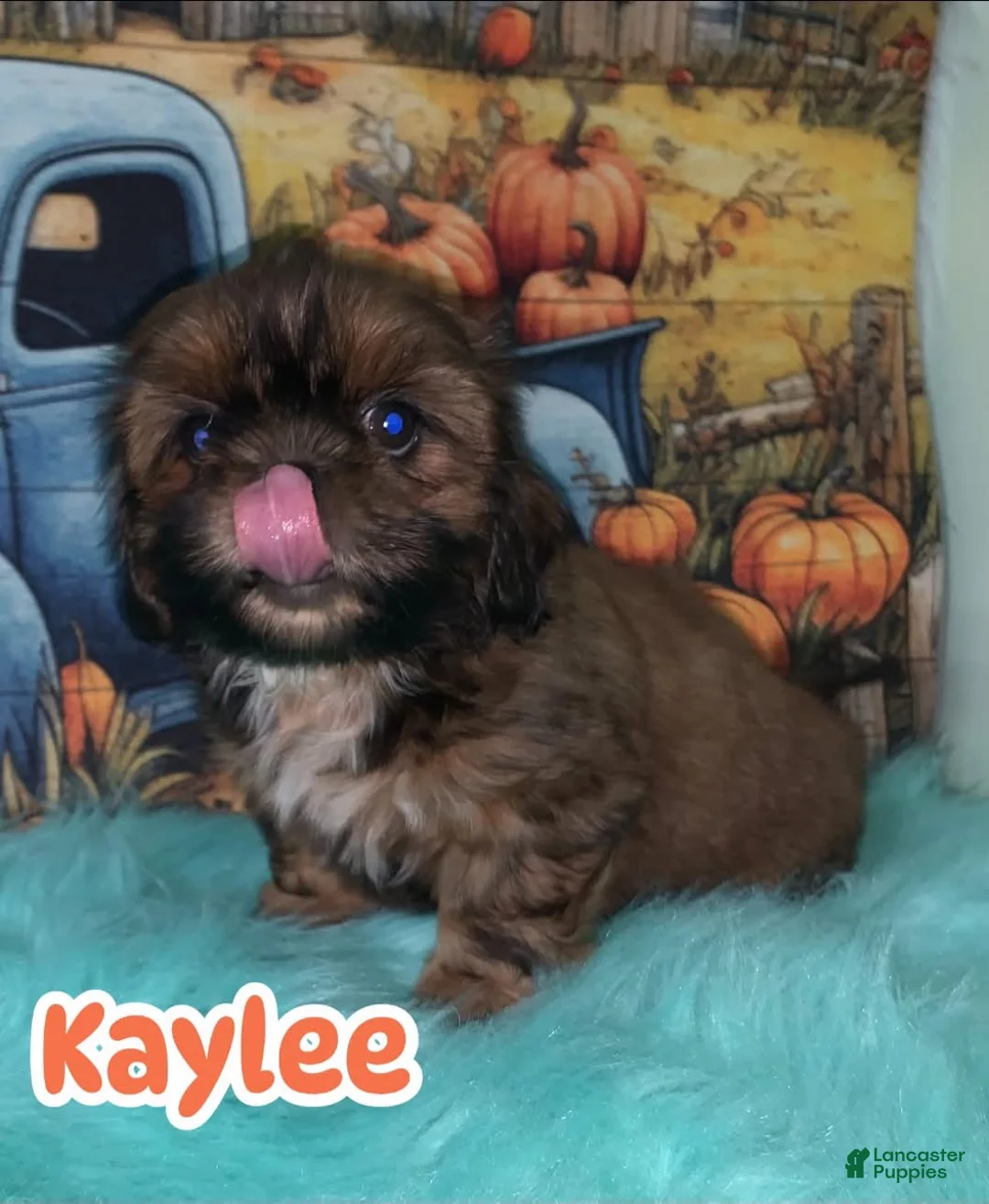 Shih Tzu dogs for sale: Kaylee - Ad 1