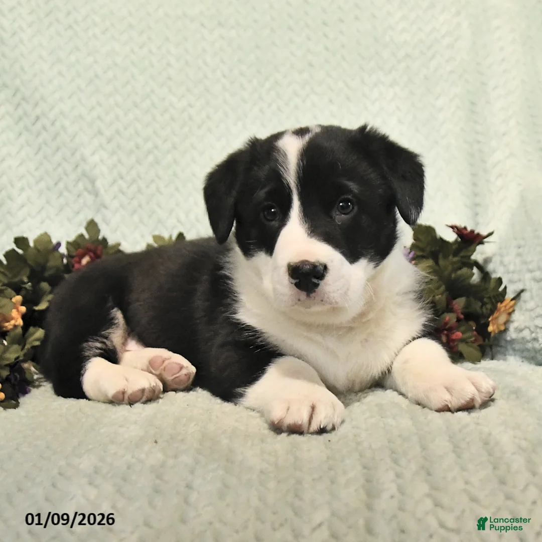 Mixed Breed dogs for sale: Jet - Ad 3