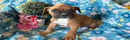 Boxer dogs for sale: Clover  - Ad 3