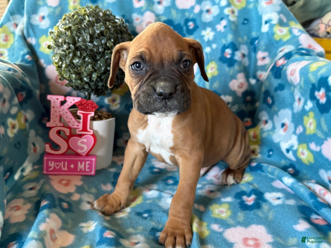 Boxer dogs for sale: Clover  - Ad 3