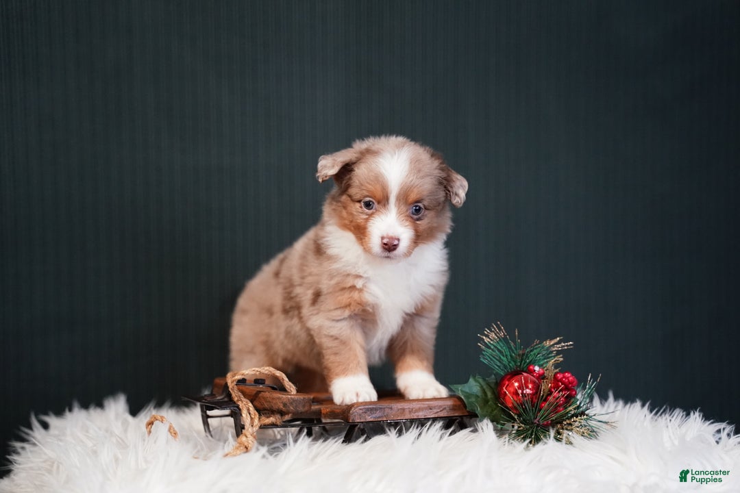 Miniature Australian Shepherd dogs for sale: Brody - Ad 3