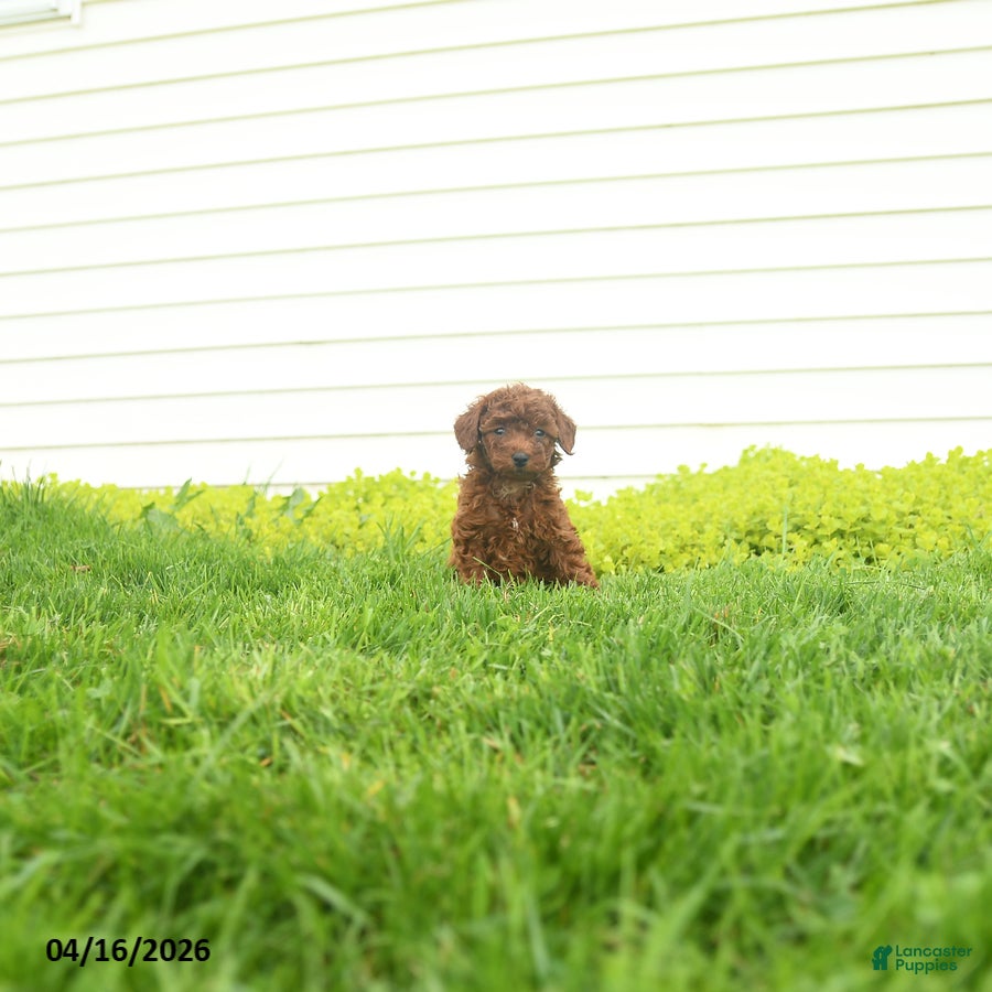Miniature Poodle dogs Lottie - Ad 2