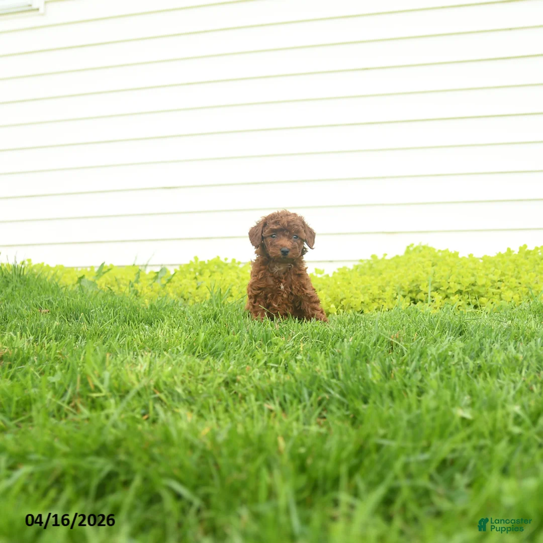 Miniature Poodle dogs for sale: Lottie - Ad 2