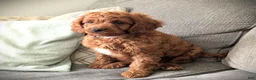 Cavapoo dogs for sale: Toby - Ad 7