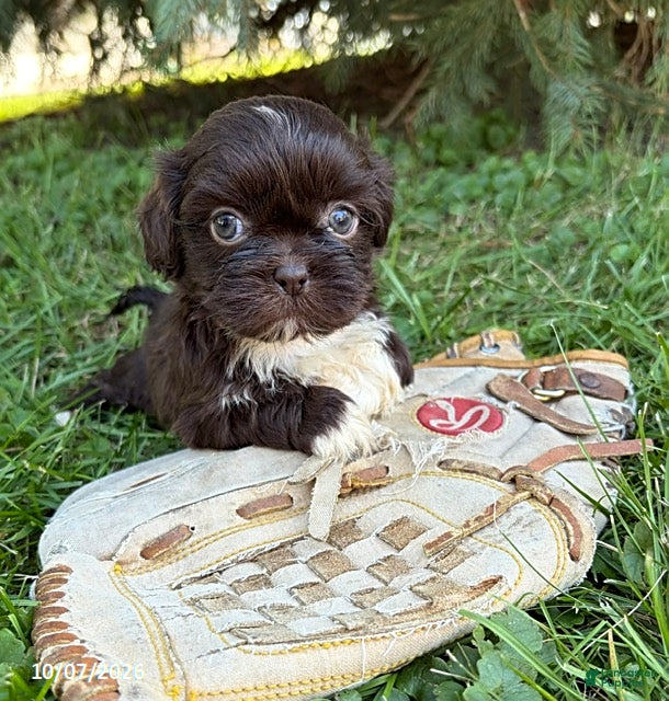 Olivia (Shih Tzu, Female) in Middlebury, IN
