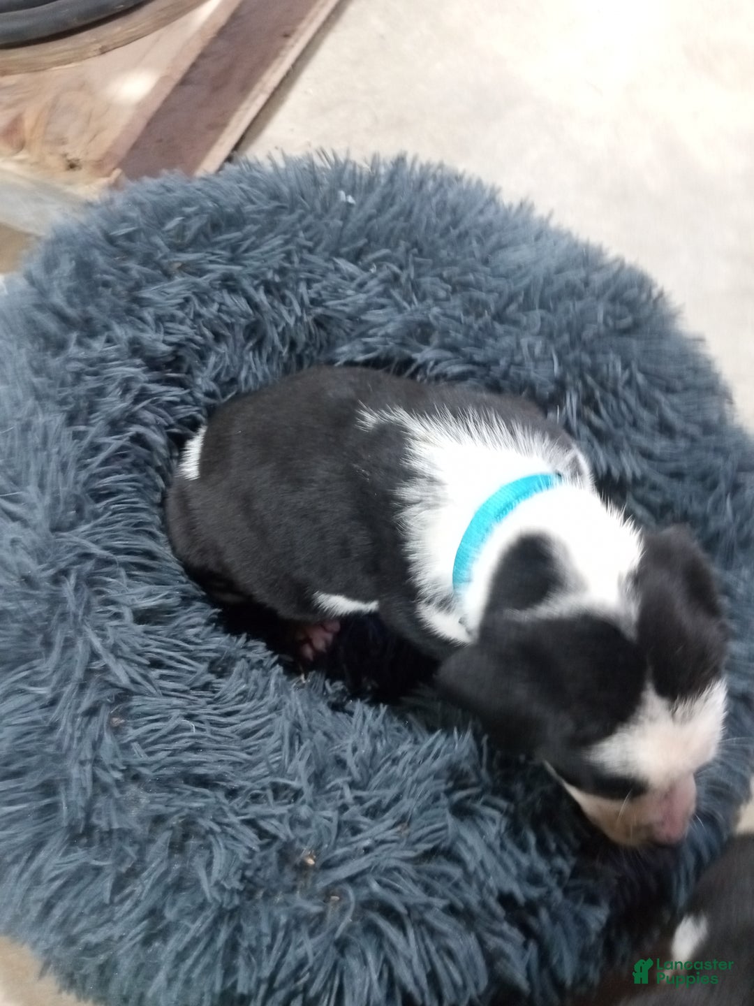Mixed Breed dogs for sale: Lilly - Ad 6