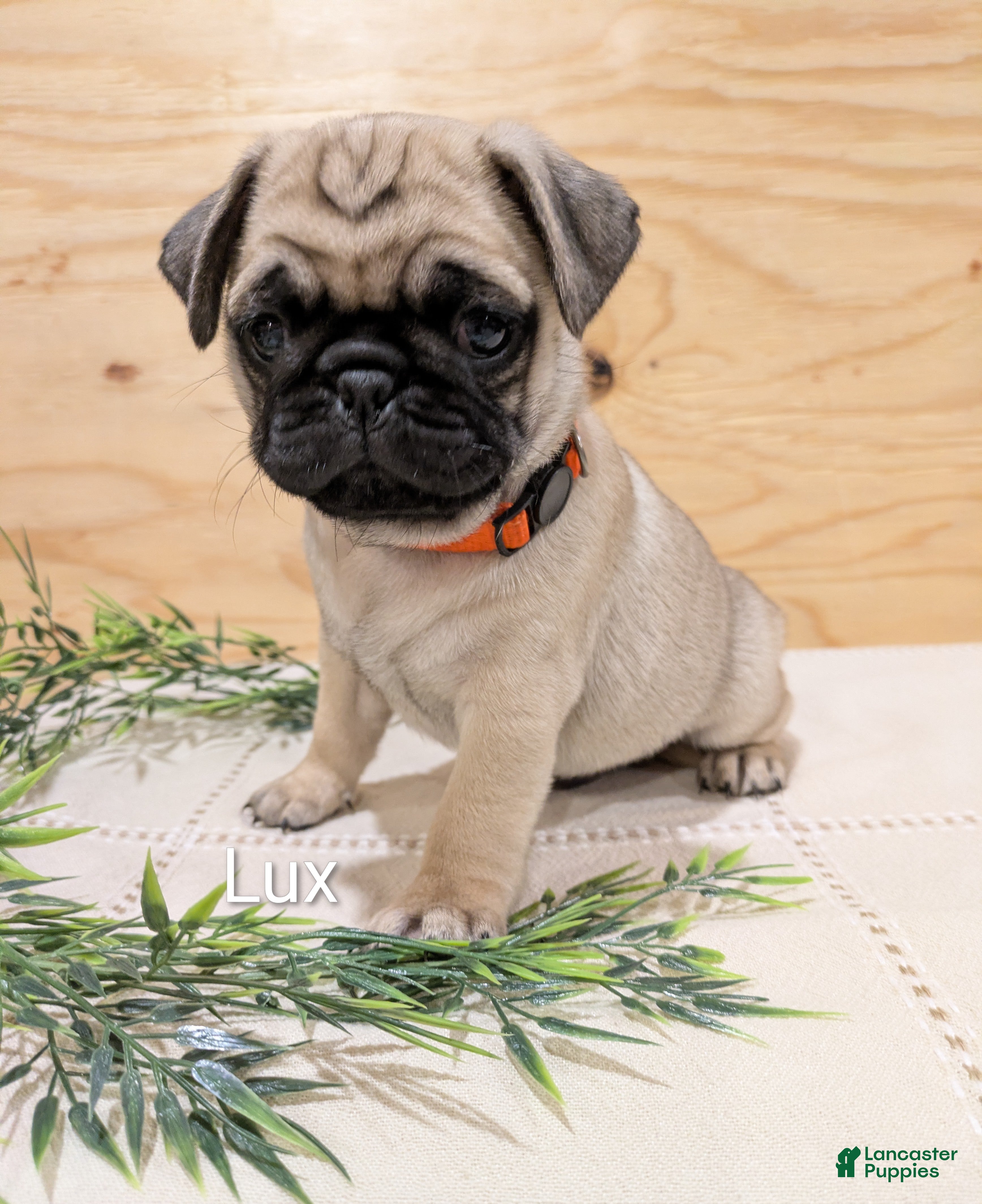 Pug dogs Lux - Ad 1