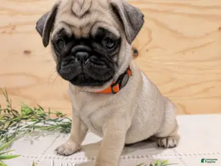 Pug dogs for sale: Lux - Ad 1