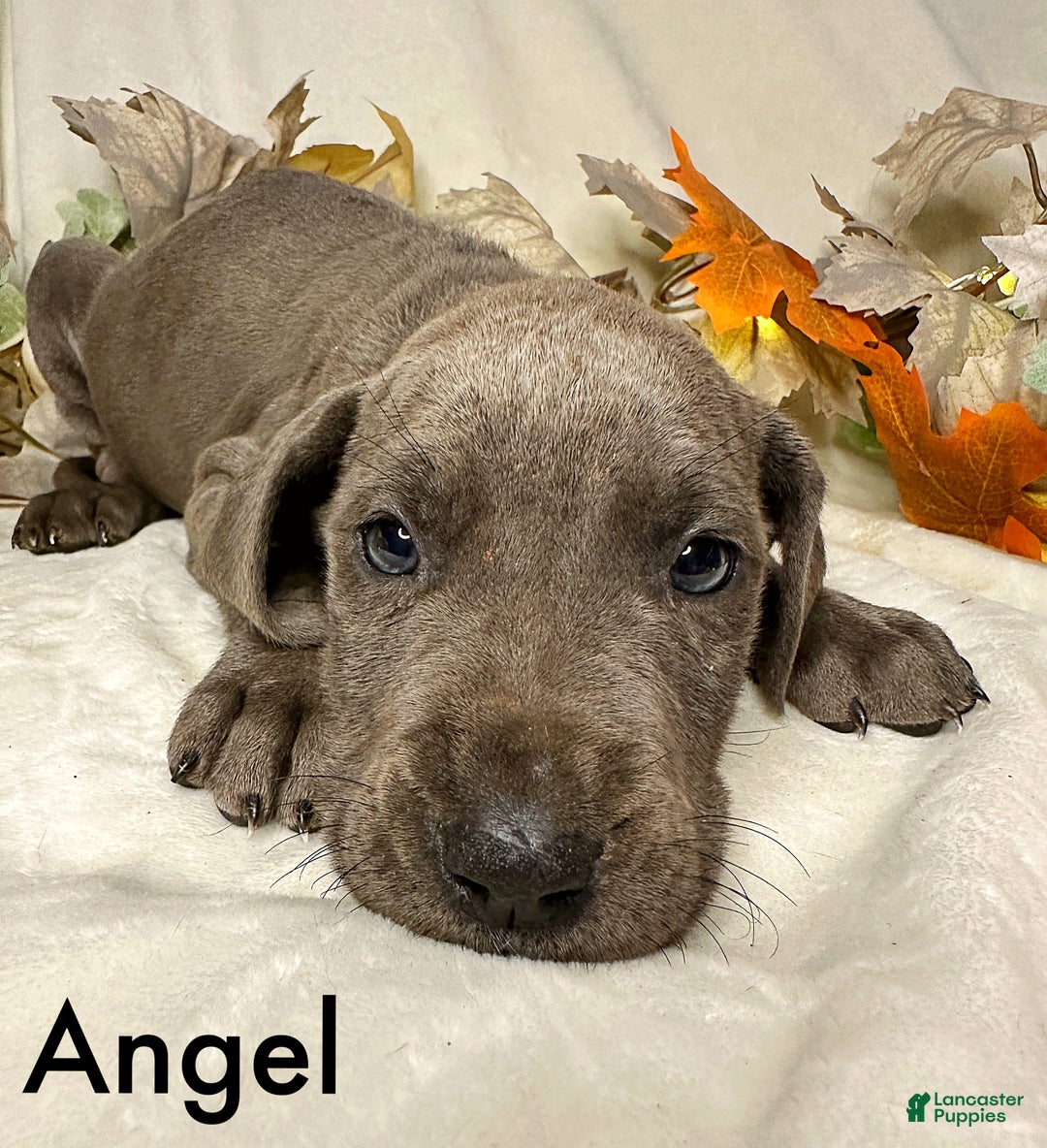 Great Dane dogs for sale: Angel - Ad 4