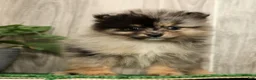 Pomeranian dogs for sale: Lilly - Ad 4