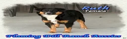 Miniature Australian Shepherd dogs for sale: Ruth - Ad 4