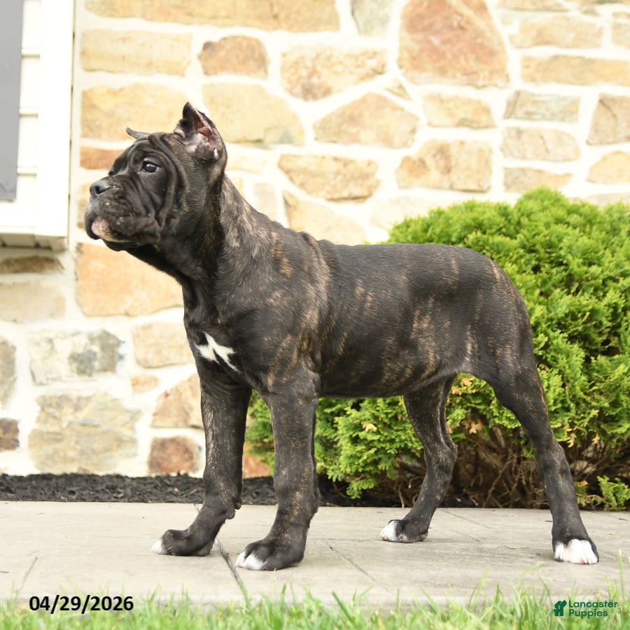 Cane Corso dogs Tilly - Ad 2