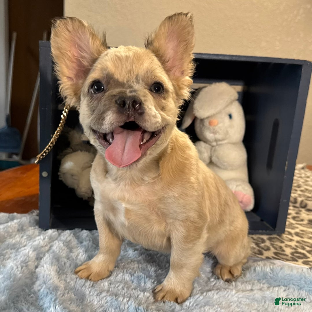 French Bulldog dogs for sale: Curtis - Ad 2