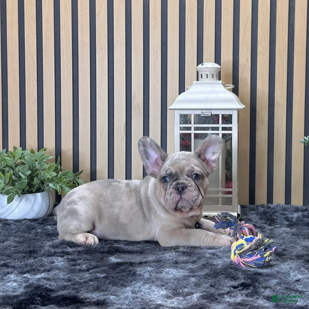 French Bulldog dogs for sale: Rose Video Ad - Ad 5