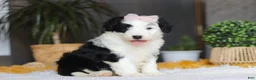 Sheepadoodle dogs for sale: Jellybean - Ad 4