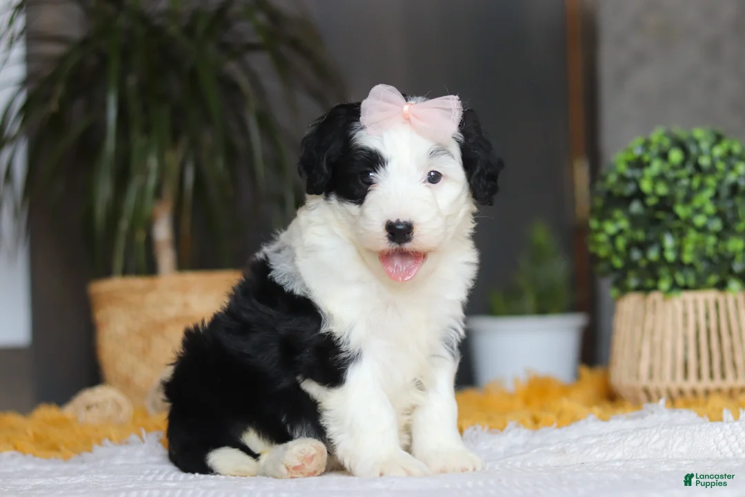 Sheepadoodle dogs for sale: Jellybean - Ad 4