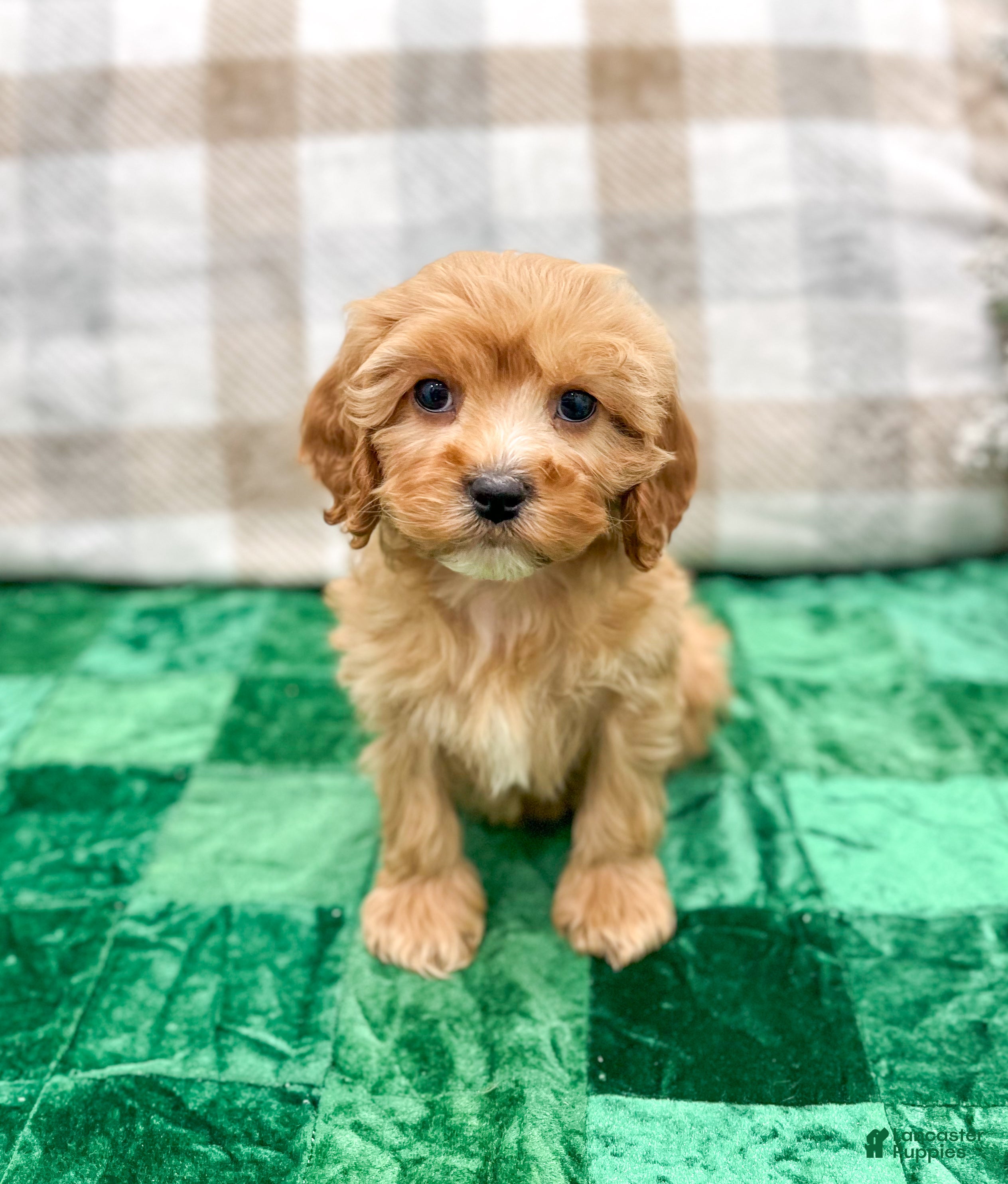Cavapoo dogs Trent - Ad 37