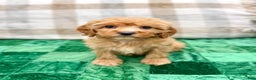Cavapoo dogs for sale: Trent - Ad 1