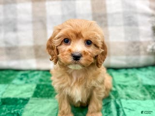 Cavapoo dogs Trent - Ad 30