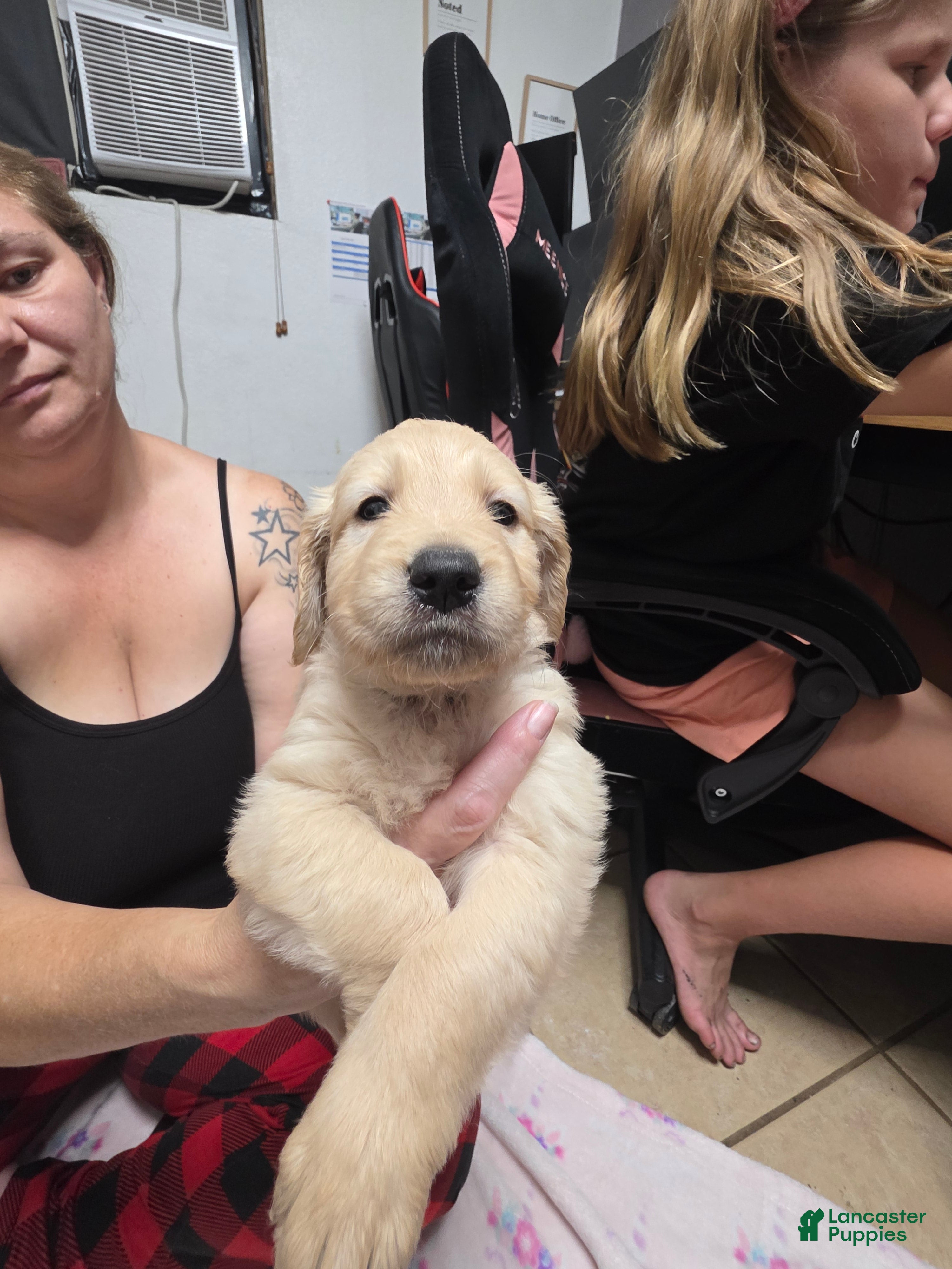 Golden Retriever dogs for sale: Light blue collar - Ad 4