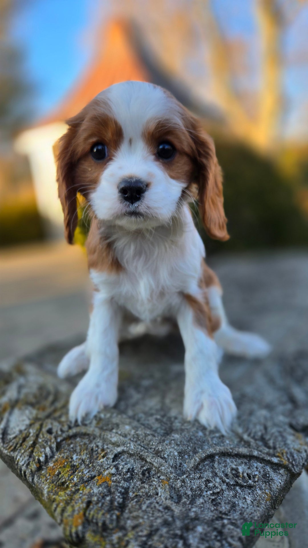 Cavalier King Charles Spaniel dogs for sale: Val - Ad 5