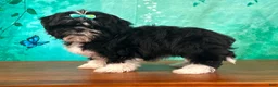Shih Tzu dogs for sale: Honey - Ad 3