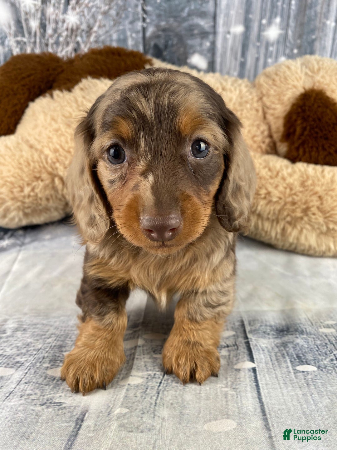 Miniature Dachshund dogs for sale: Skye - Ad 3