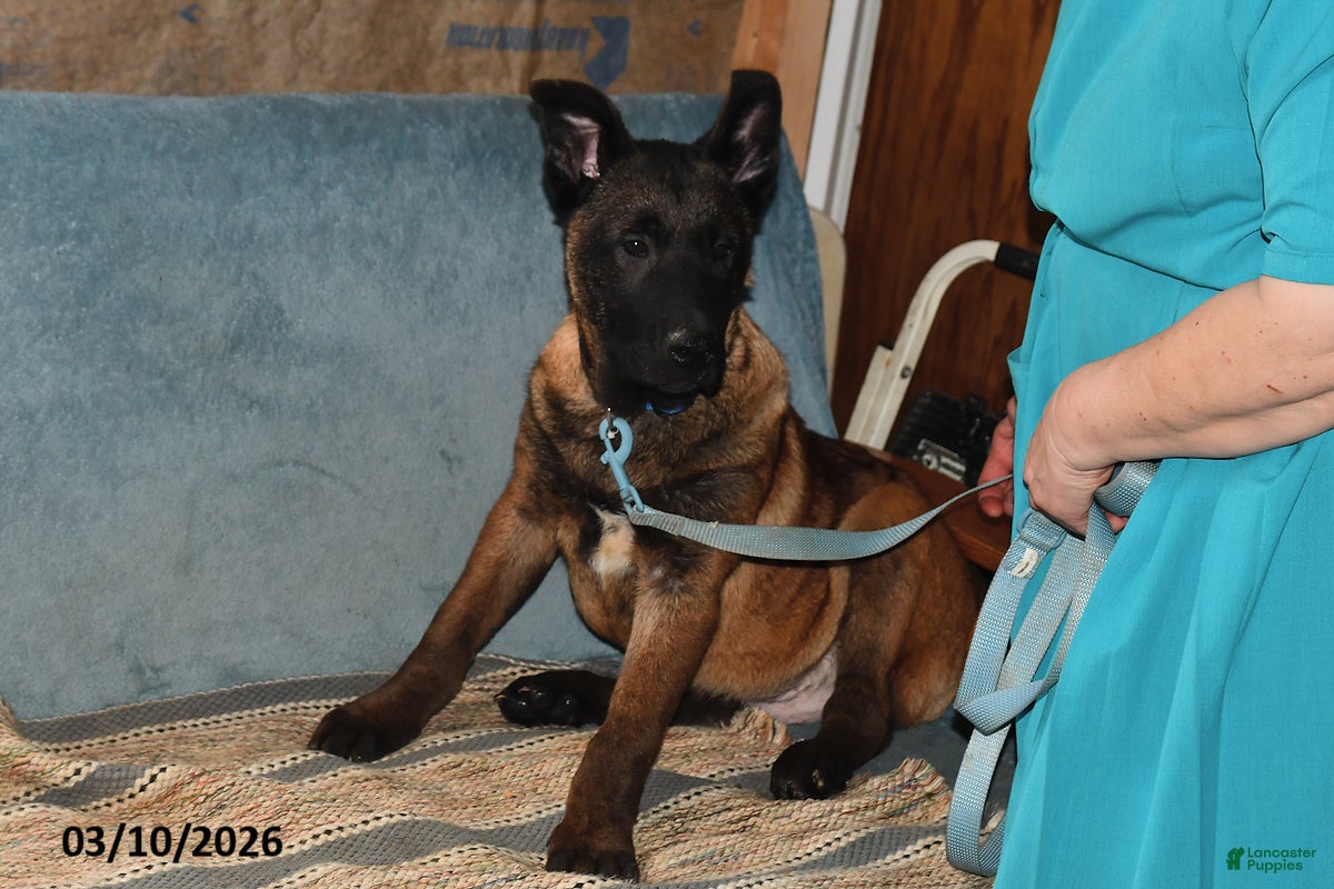 Belgian Malinois dogs Tanner - Ad 2