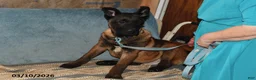 Belgian Malinois dogs for sale: Tanner - Ad 2